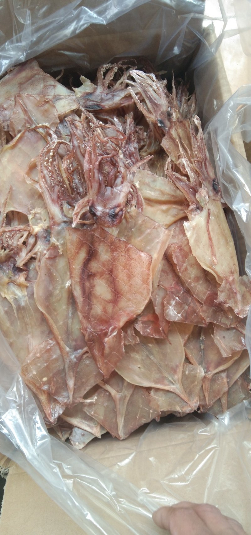 水发鱿鱼！淡干！一斤1520头左右个头不小！肉薄比较轻！