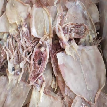 水发鱿鱼！淡干！一斤1520头左右个头不小！肉薄比较轻！