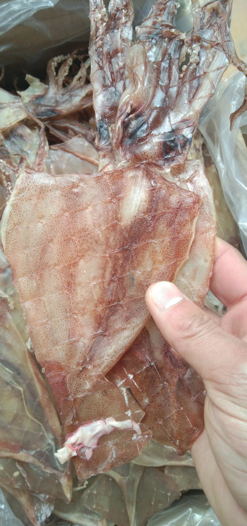 水发鱿鱼！淡干！一斤1520头左右个头不小！肉薄比较轻！