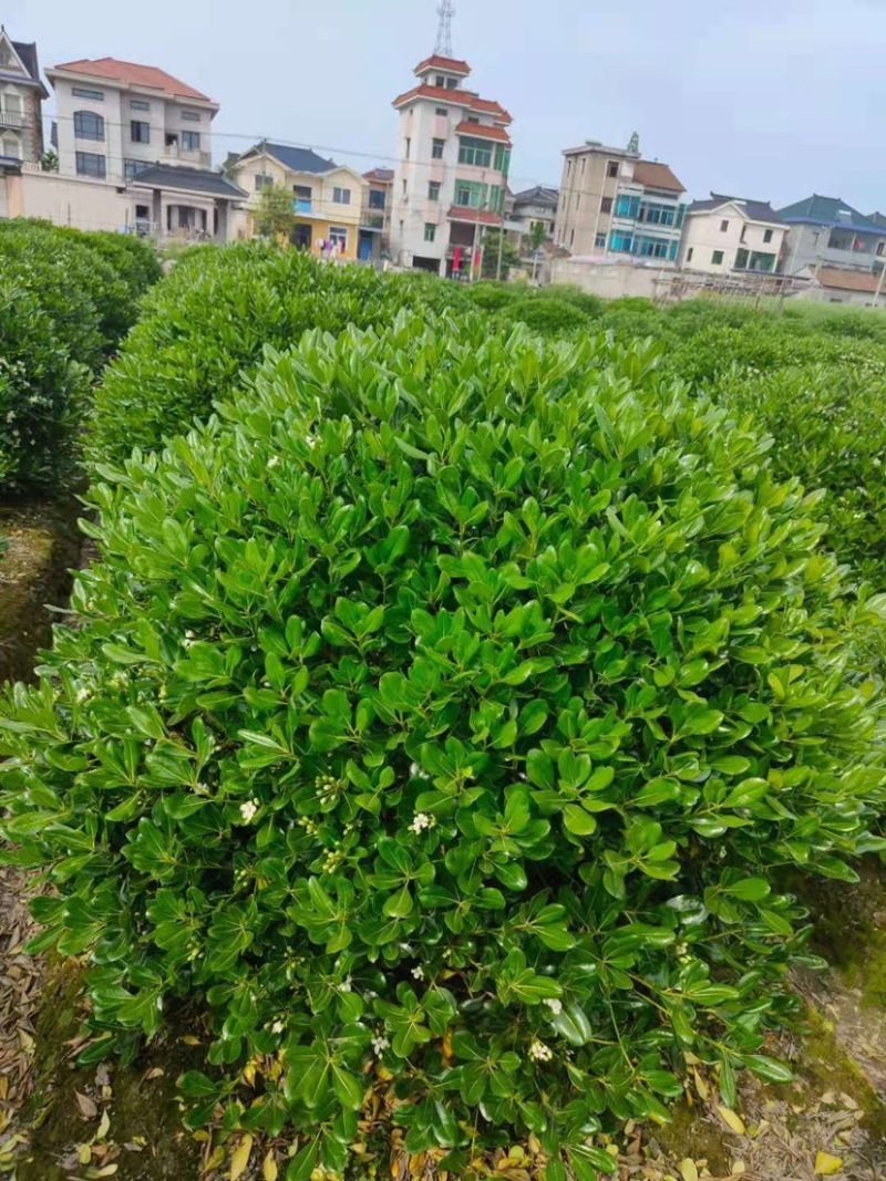 海桐球，1.5米，1.8米，2米精品海桐球基地批发