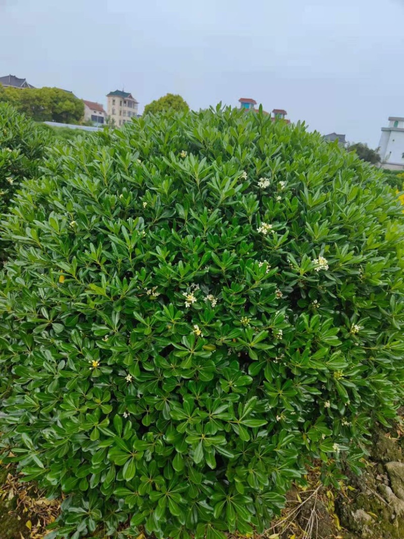 海桐球，1.5米，1.8米，2米精品海桐球基地批发
