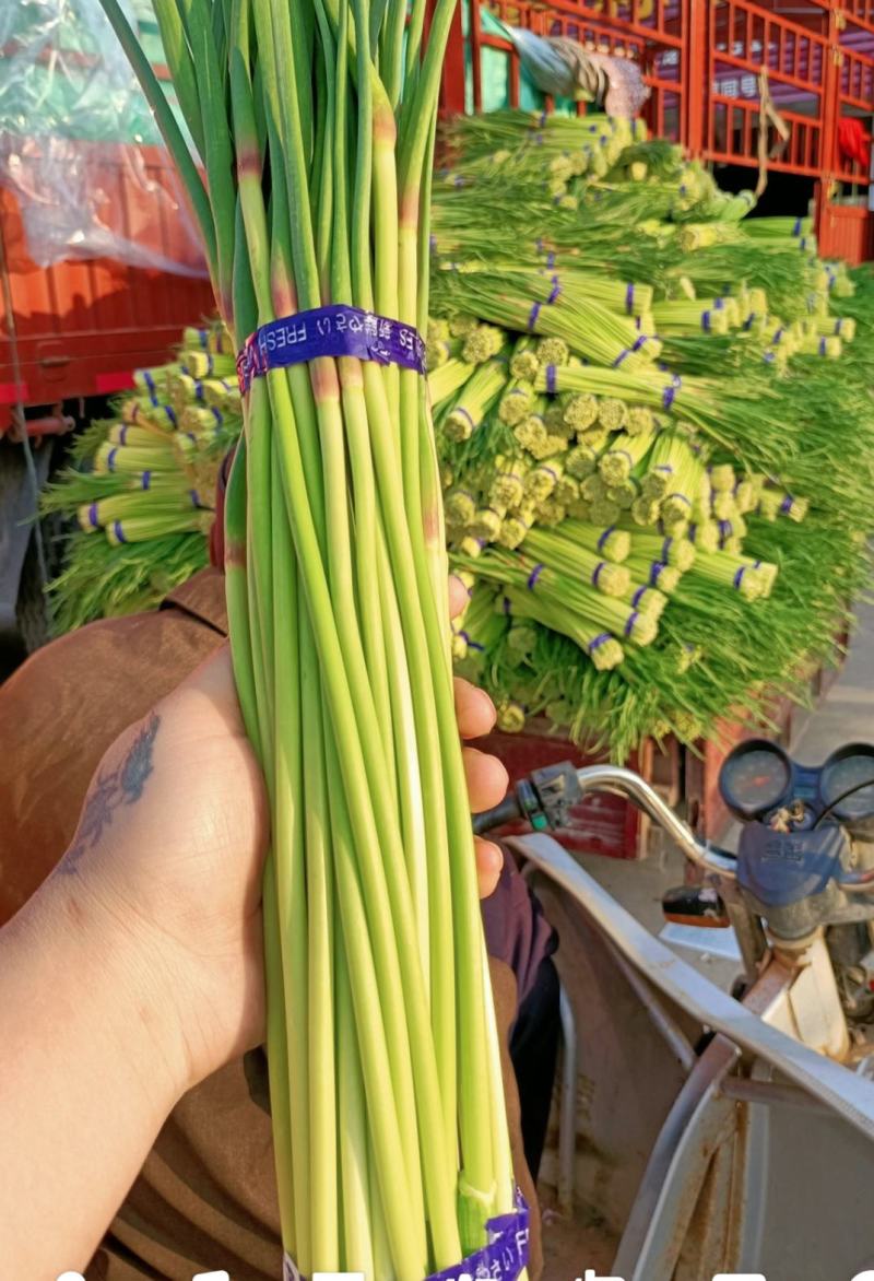 邳州精品小红帽，即将大量上市，适合每一个市场需求