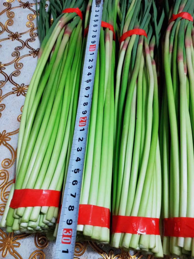邳州精品小红帽，即将大量上市，适合每一个市场需求