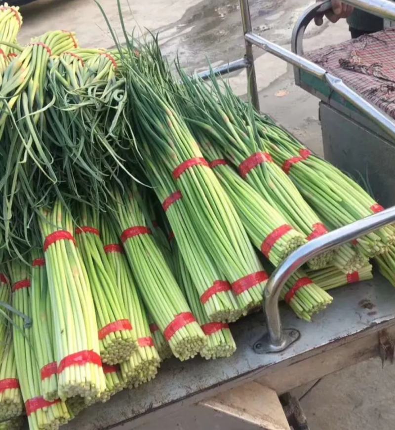 邳州精品小红帽，即将大量上市，适合每一个市场需求