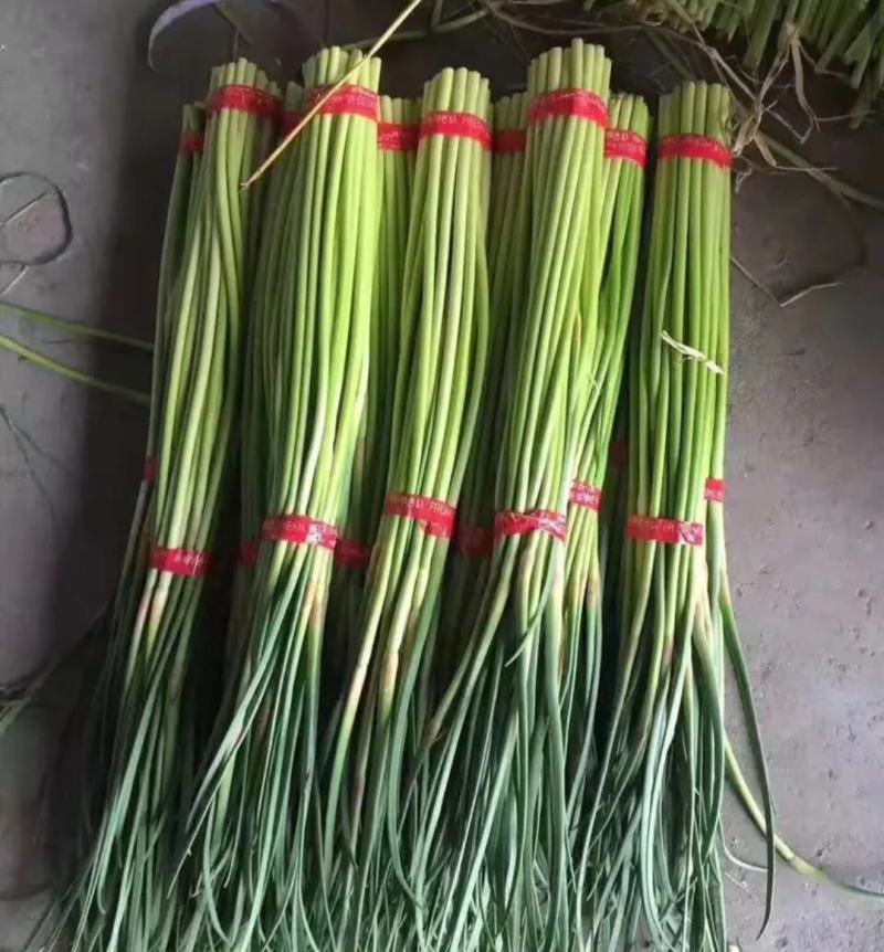 邳州精品小红帽，即将大量上市，适合每一个市场需求