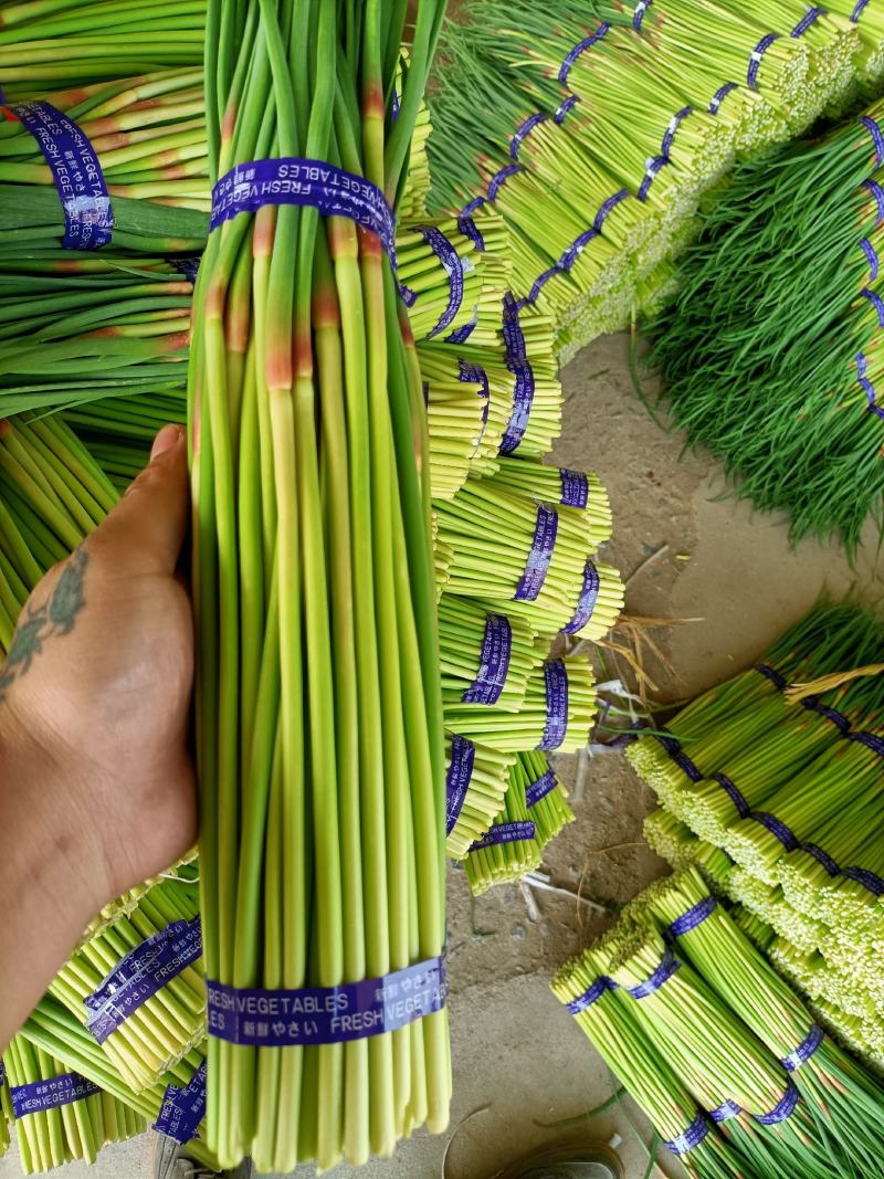 邳州精品小红帽，即将大量上市，适合每一个市场需求