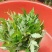 野生藤茶