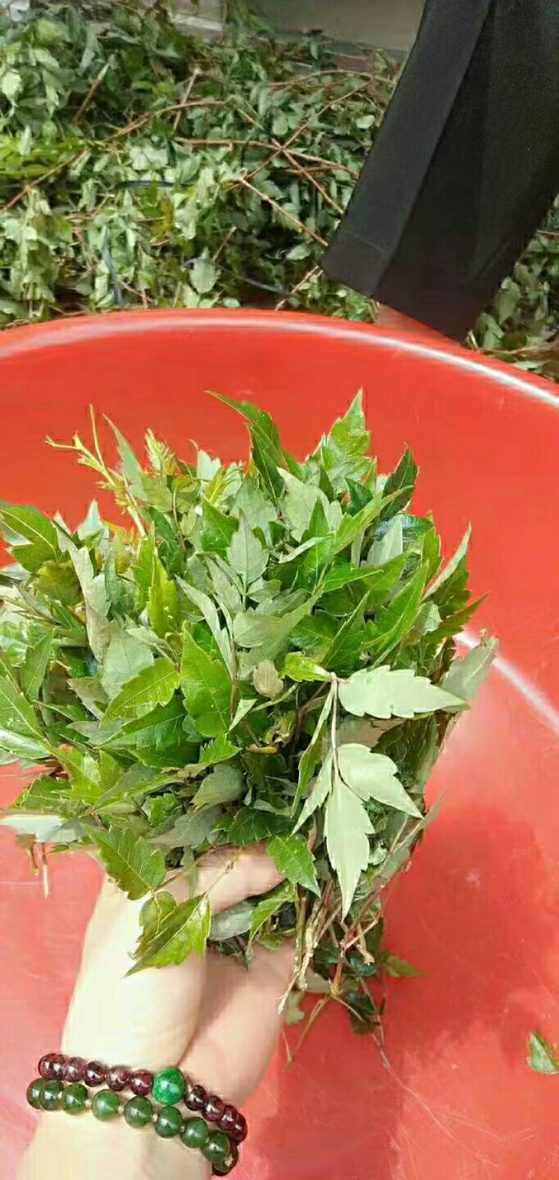 野生藤茶