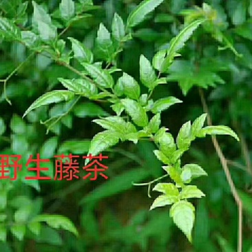 野生藤茶
