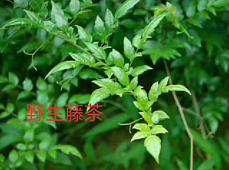 野生藤茶
