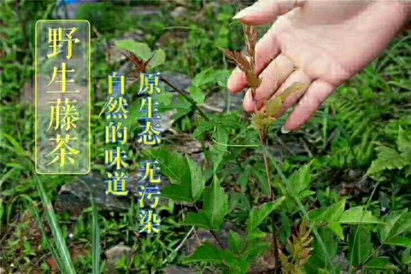 野生藤茶