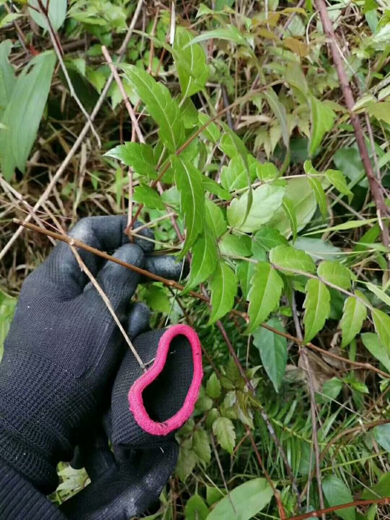 野生藤茶