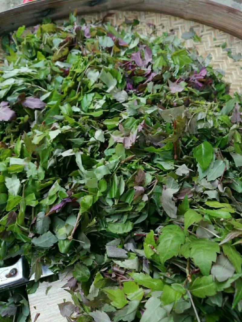 野生藤茶
