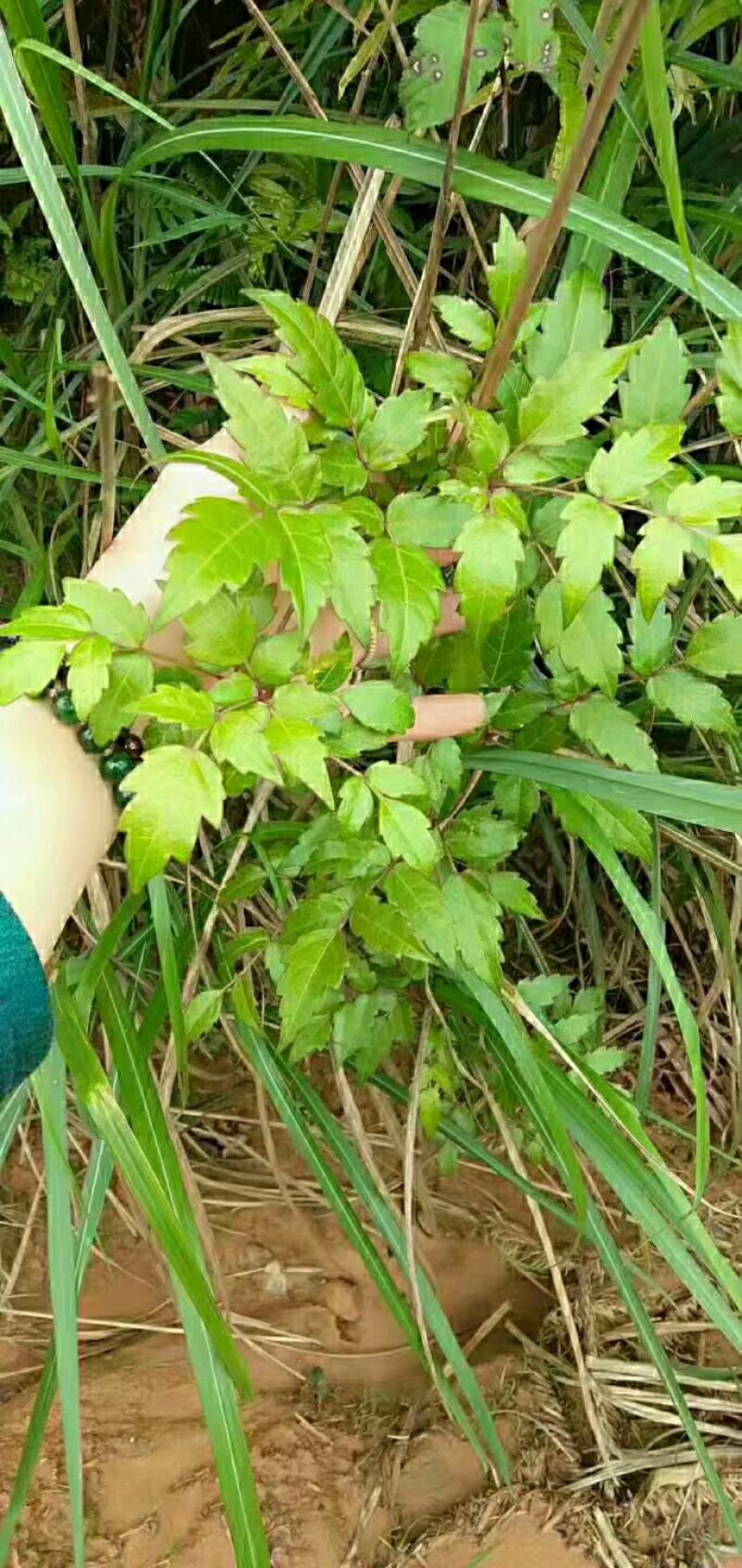 野生藤茶