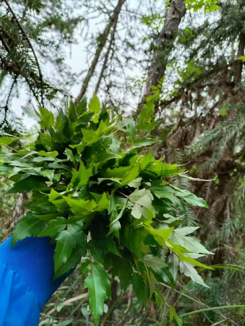 野生藤茶
