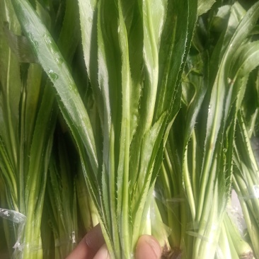云南普洱大芫荽_大香菜_刺芫荽_包邮
