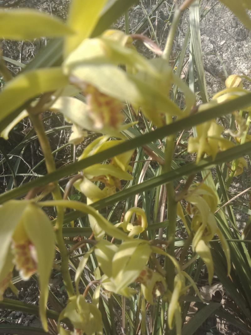 野生蕙兰下山兰