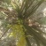 野生蕙兰下山兰