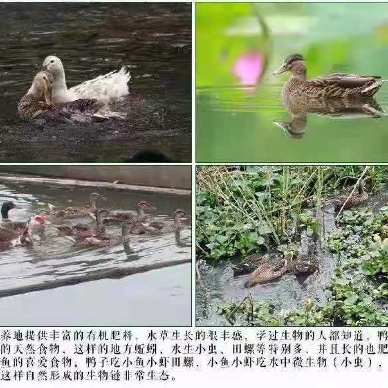 咸鸭蛋厂家一手货源价格美丽