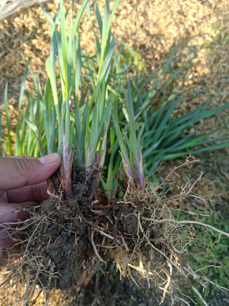 【牛商推荐】马蔺马兰基地一手货源规格齐全保证成活量大价低