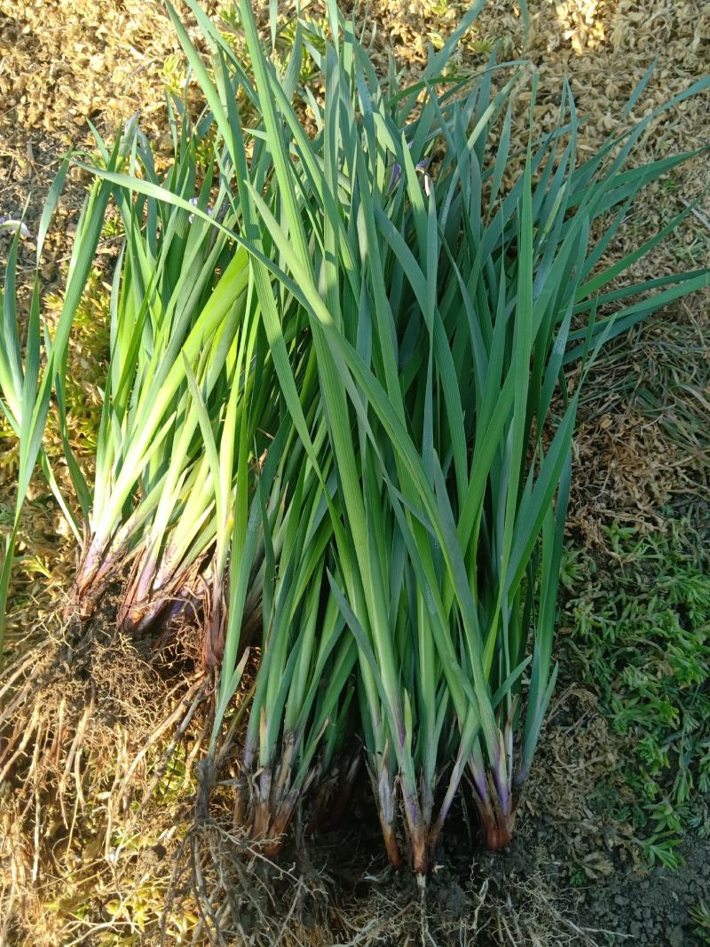 【牛商推荐】马蔺马兰基地一手货源规格齐全保证成活量大价低
