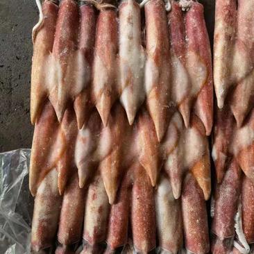 印尼钓4红鱿鱼，冷链物流配送