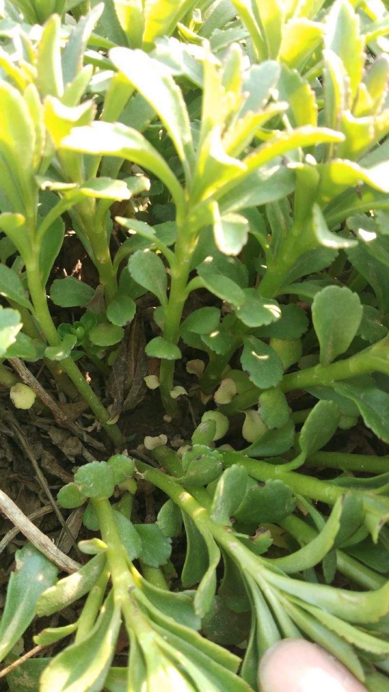 河北保定三七景天，救心菜，费菜种植基地，