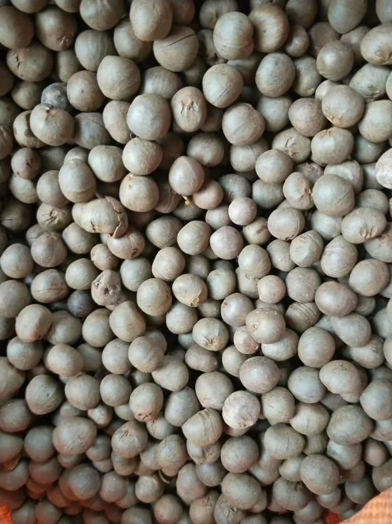 【推荐】茶叶籽绿茶种子，可榨油，可育苗保质保量视频看货