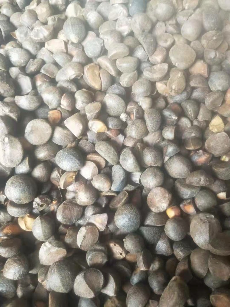 【推荐】茶叶籽绿茶种子，可榨油，可育苗保质保量视频看货