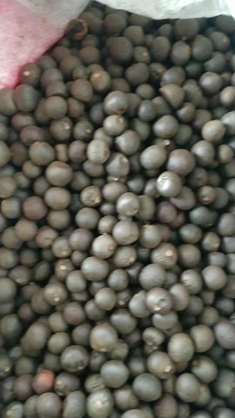 【推荐】茶叶籽绿茶种子，可榨油，可育苗保质保量视频看货