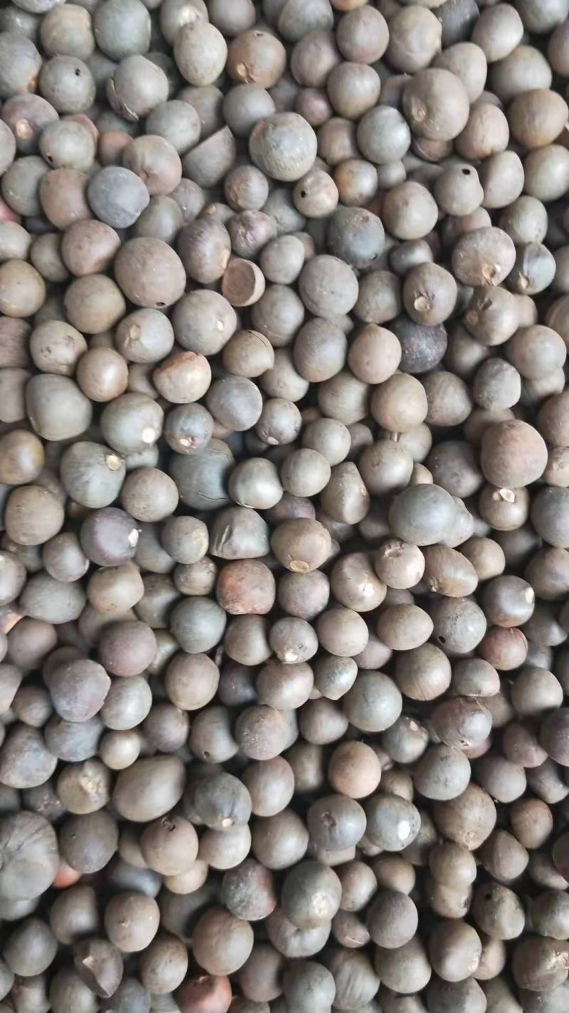 【推荐】茶叶籽绿茶种子，可榨油，可育苗保质保量视频看货