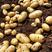 山东安丘大棚土豆开始大量上市，价格美丽，质量保证