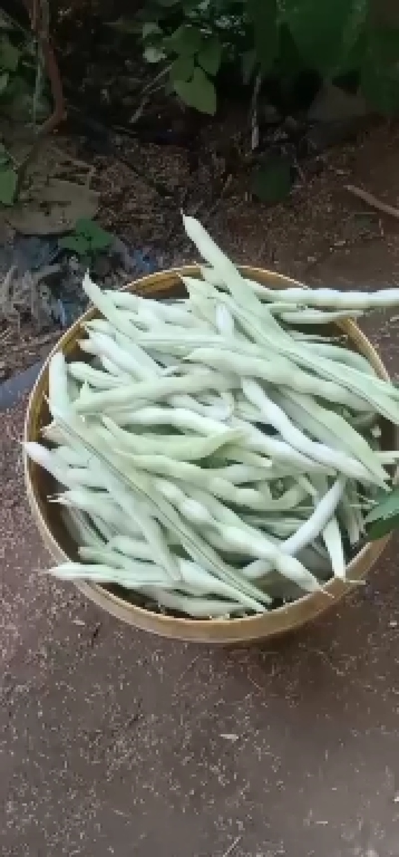 精品芸豆供应超市。市场小贩