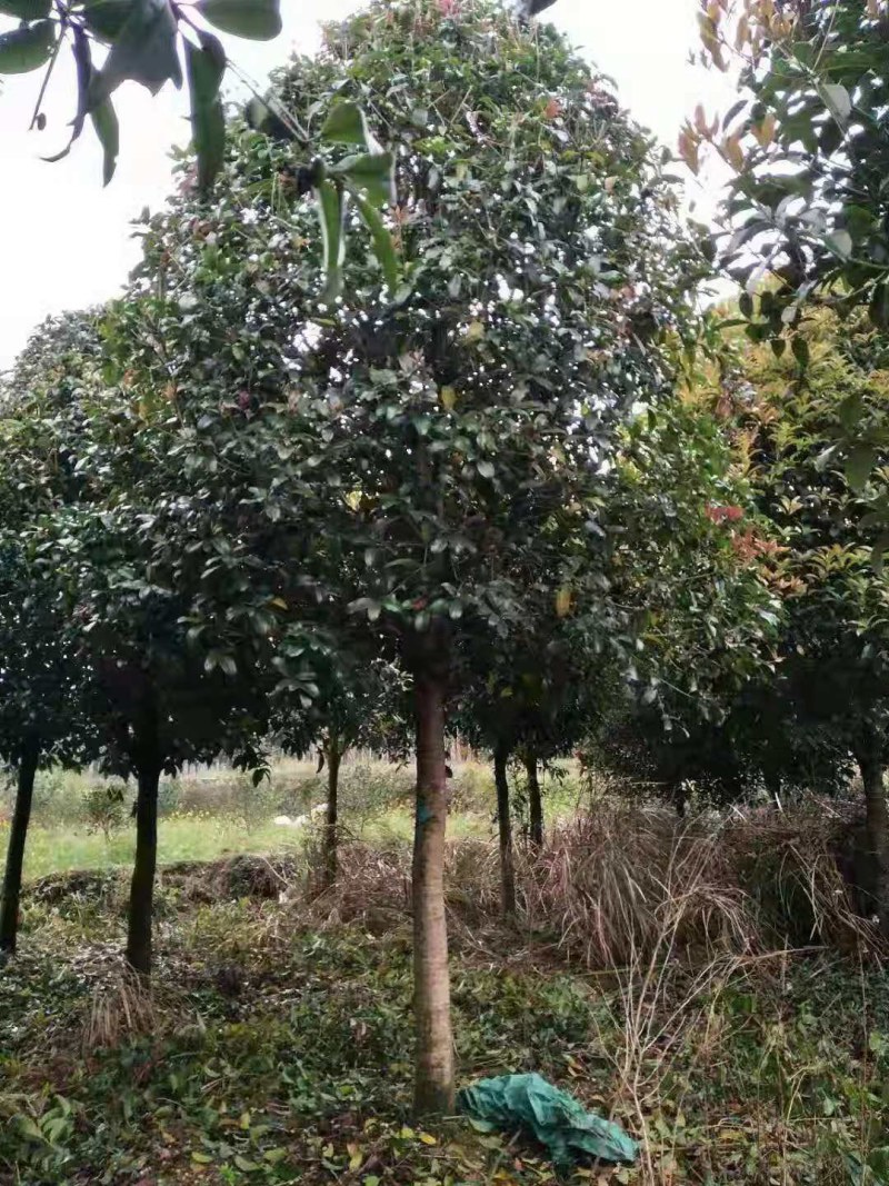 桂花