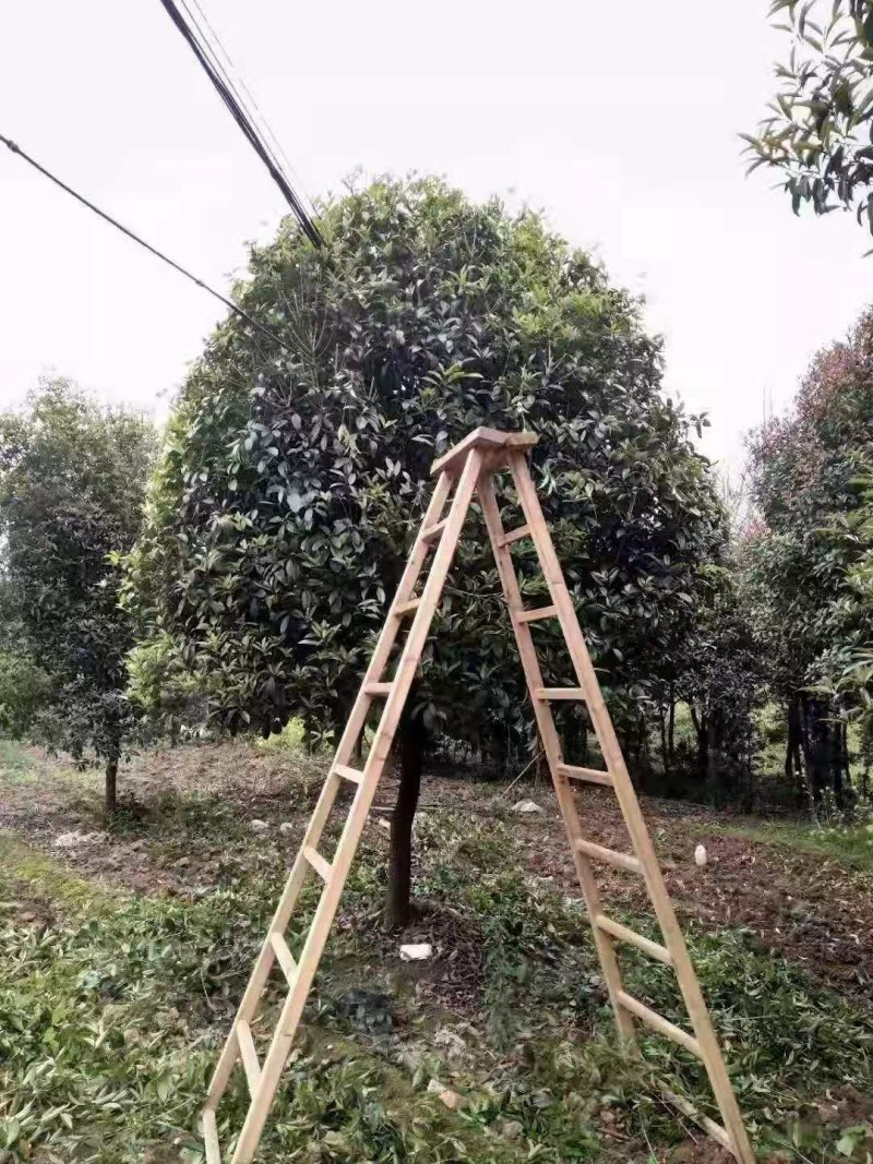 桂花