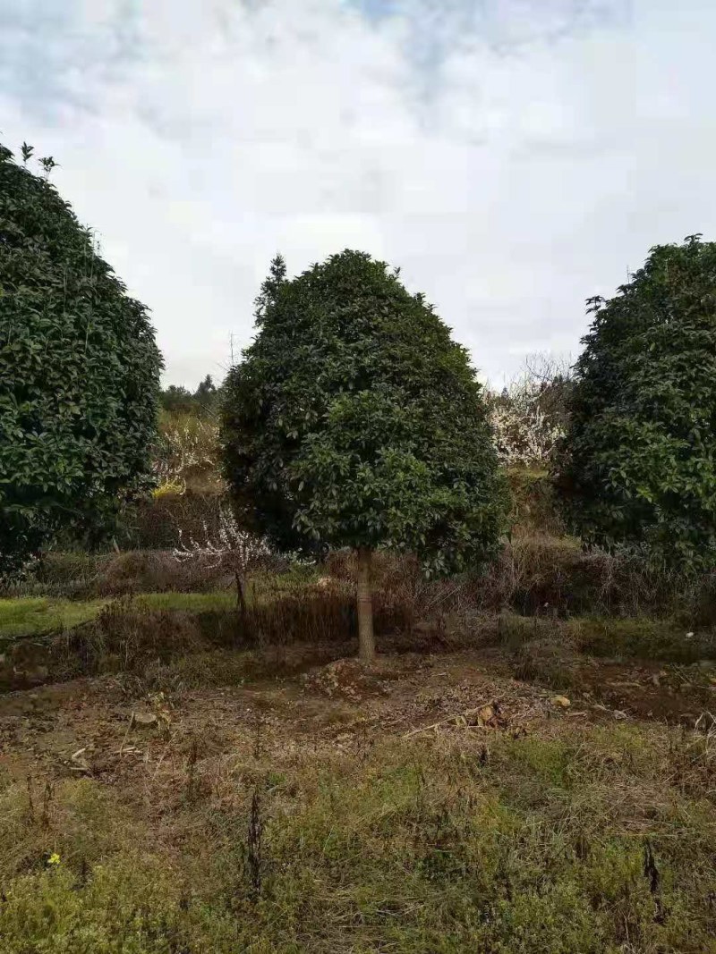 桂花