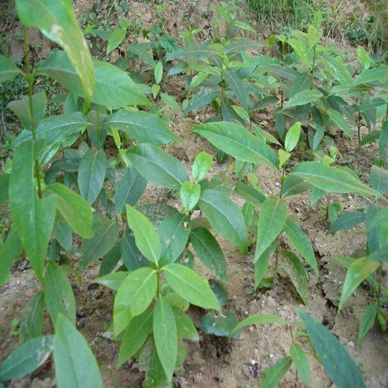 腊梅种子耐寒梅花阳台庭院观赏盆栽四季花卉树桩林木植