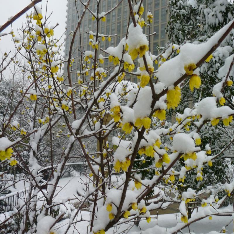 腊梅种子耐寒梅花阳台庭院观赏盆栽四季花卉树桩林木植