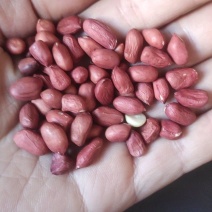 进口小颗红花生炸油用的花生米