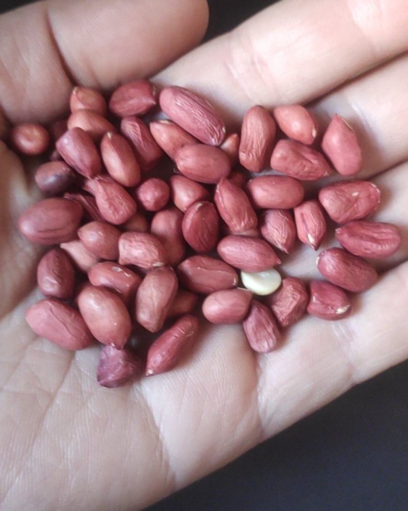 进口小颗红花生炸油用的花生米
