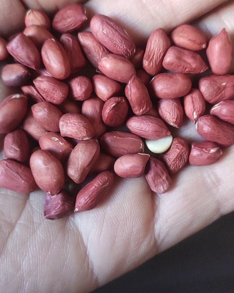 进口小颗红花生炸油用的花生米