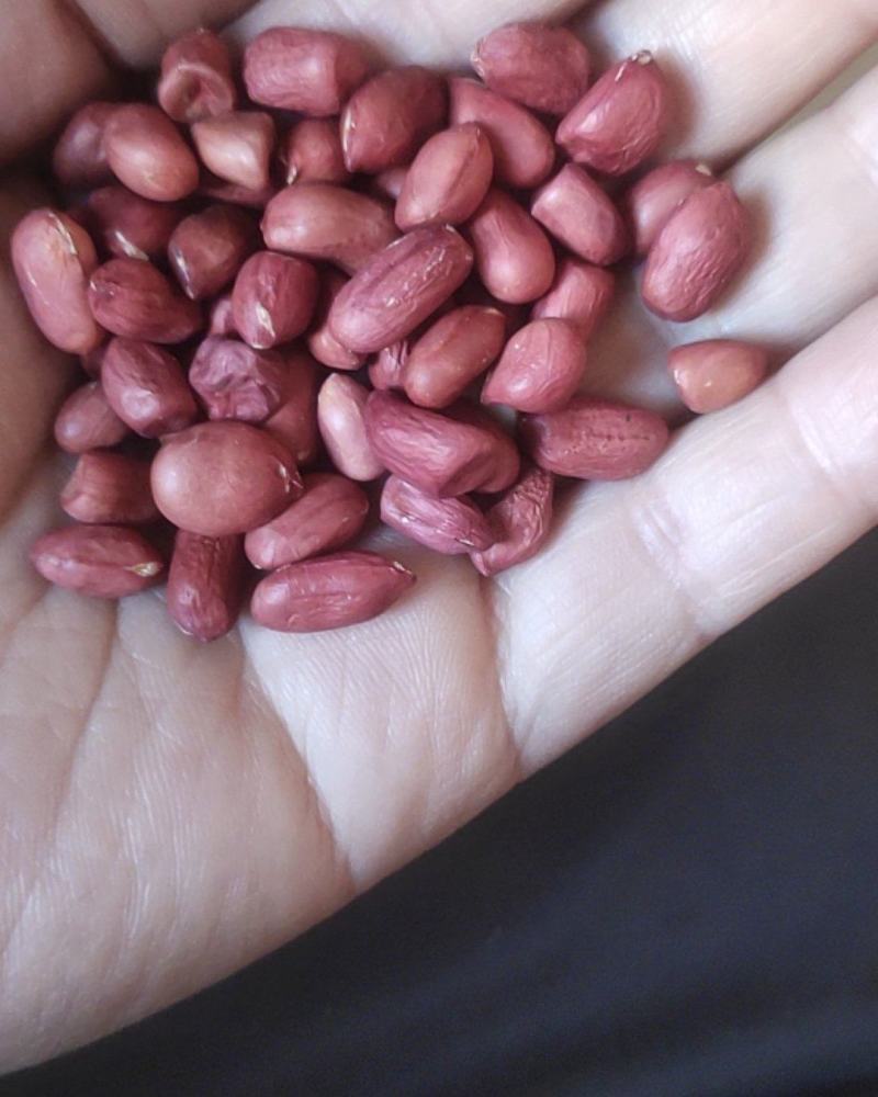 进口小颗红花生炸油用的花生米