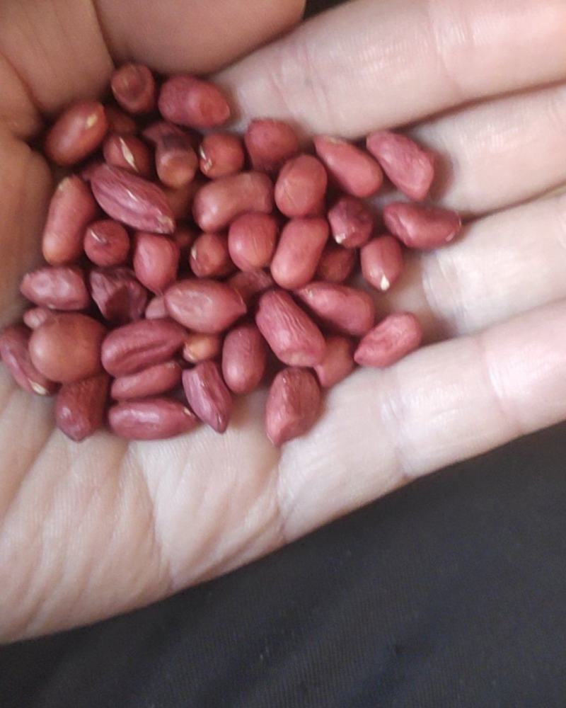 进口小颗红花生炸油用的花生米