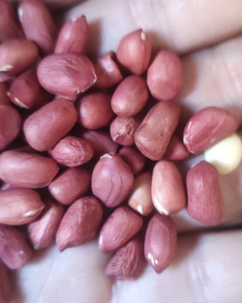 进口小颗红花生炸油用的花生米