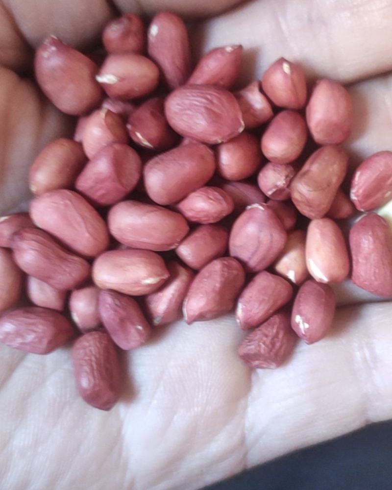 进口小颗红花生炸油用的花生米