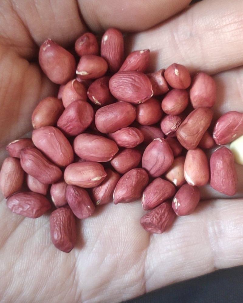 进口小颗红花生炸油用的花生米
