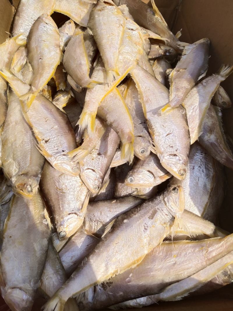 咸鱼马口鱼油扣鱼大量有货新货加工一箱15斤
