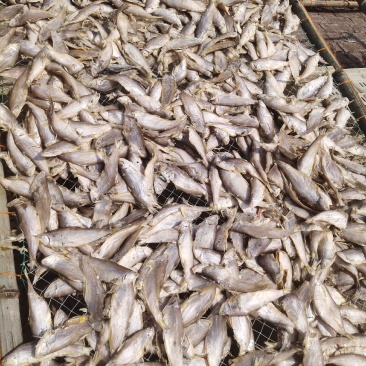 咸鱼马口鱼油扣鱼大量有货新货加工一箱15斤