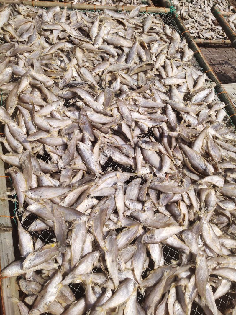 咸鱼马口鱼油扣鱼大量有货新货加工一箱15斤
