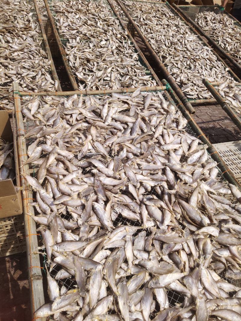 咸鱼马口鱼油扣鱼大量有货新货加工一箱15斤